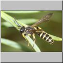 Cerceris arenaria - Sandknotenwespe m02 12mm.jpg